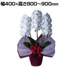 胡蝶蘭(スタンダードタイプ)3本立 ホワイト ギフト 贈り物 プレゼント 開店祝い 【障がい者自立支援】