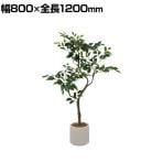 ポピー 観葉植物 人工樹木 ベンジャミンポット グリーンポット 幅1800×全長1200mm フェイクグリーン 葉 造花 インテリア オフィス おしゃれ