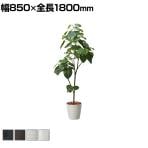 ポピー 観葉植物 ウンベラータポット フェイクグリーン 全長1800mm GLPS-1512