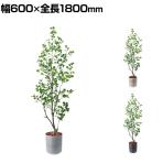 ポピー 観葉植物 人工樹木 フィカストライアンギュラス 日本製 国産 幅600×全長1800mm フェイクグリーン 葉 造花 インテリア オフィス おしゃれ