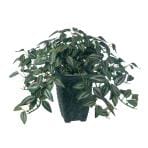 観葉植物 人工 樹木 セブリナ 高さ250mm 卓上サイズ 鉢:Pスクエア(BK)