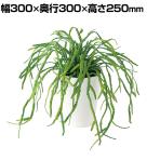 観葉植物 人工樹木 フェイクグリーン 造花 リプサリス 高さ250mm 鉢:SA-4(WH) 卓上