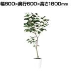 観葉植物 人工樹木 フェイクグリーン 造花 インドボダイジュ FST 高さ1800mm 鉢:SA-10(WH)