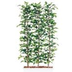 観葉植物 人工 樹木 フィッカスベンジャミナパーテーション 高さ1800mm Lサイズ 鉢:ガーデンペット