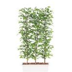 観葉植物 人工 樹木 ベンジャミナスプラッシュパーテーション 高さ1800mm Lサイズ 鉢:ガーデンペット