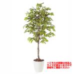 観葉植物 人工 樹木 ベンジャミナスプラッシュ 高さ1500mm Mサイズ 鉢:RP-265