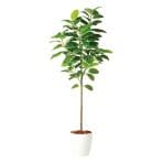 観葉植物 人工 樹木 アルテシマ FST 高さ2000mm Lサイズ 鉢:RP-300