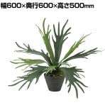 観葉植物 人工樹木 フェイクグリーン 造花 コウモリラン 高さ500mm 鉢:PラウンドS(BK) 卓上