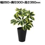 観葉植物 人工樹木 フェイクグリーン 造花 イエローカポック Sサイズ 高さ350mm 鉢:SA-4(BK) 卓上