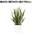 観葉植物 人工樹木 フェイクグリーン 造花 サンスベリア 高さ750mm 鉢:SA-7(WH)
