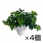 観葉植物 生木 オフィス エレンダニカ (フラワーボックス用) 高さ約240mm 4個セット