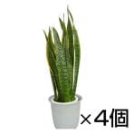 観葉植物 生木 オフィス サンセベリア (フラワーボックス用) 高さ約500mm 4個セット