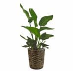 観葉植物 生木 オフィス オーガスタ 高さ約800mm SSサイズ お祝い 御祝札・メッセージカードサービスあり