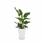 観葉植物 生木 オフィス オーガスタ 陶器付き 高さ約800mm SSサイズ お祝い 御祝札・メッセージカードサービスあり