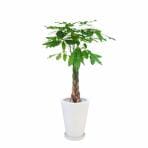 観葉植物 生木 オフィス パキラ 陶器付き 高さ約1000mm Sサイズ お祝い 御祝札・メッセージカードサービスあり