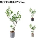 ポピー 観葉植物 人工樹木 フィカストライアンギュラス 日本製 国産 幅950×全長1250mm フェイクグリーン 葉 造花 インテリア オフィス おしゃれ