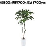 観葉植物 人工樹木 フェイクグリーン 造花 ブラッサイア 高さ1700mm 鉢:SA-10(WH)