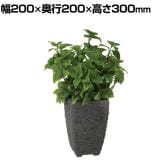 観葉植物 人工樹木 フェイクグリーン 造花 ミント 高さ300mm 鉢:Pスクエア(BK) 卓上