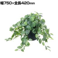 ポピー 観葉植物 人工樹木 フィトニアポット グリーンポット 幅750×全長420mm フェイクグリーン 葉 造花 インテリア オフィス おしゃれ