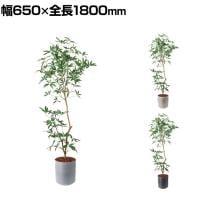 ポピー 観葉植物 人工樹木 シェフレラアンガスティフォリア 日本製 国産 幅650×全長1800mm フェイクグリーン 葉 造花 インテリア オフィス おしゃれ