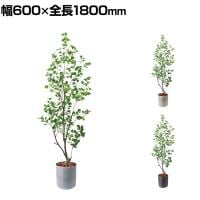 ポピー 観葉植物 人工樹木 フィカストライアンギュラス 日本製 国産 幅600×全長1800mm フェイクグリーン 葉 造花 インテリア オフィス おしゃれ