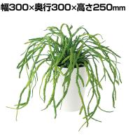 観葉植物 人工樹木 フェイクグリーン 造花 リプサリス 高さ250mm 鉢:SA-4(WH) 卓上