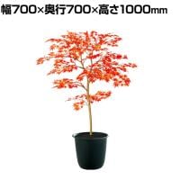 観葉植物 人工樹木 フェイクグリーン 造花 ヤマモミジ RED FST 高さ1000mm 鉢:ツリー6(BK)