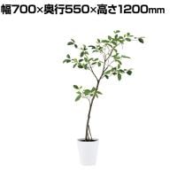 観葉植物 人工樹木 フェイクグリーン 造花 ガジュマル FST 高さ1200mm 鉢:SA-7(WH)