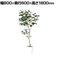 観葉植物 人工樹木 フェイクグリーン 造花 インドボダイジュ FST 高さ1800mm 鉢:SA-10(WH)