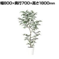 観葉植物 人工樹木 フェイクグリーン 造花 トネリコ FST 高さ1800mm 鉢:SA-10(WH)
