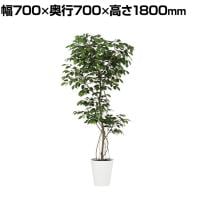 観葉植物 人工樹木 フェイクグリーン 造花 ベンジャミン FST 高さ1800mm 鉢:SA-10(WH)