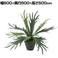 観葉植物 人工樹木 フェイクグリーン 造花 コウモリラン 高さ500mm 鉢:PラウンドS(BK) 卓上