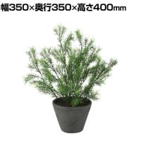 観葉植物 人工樹木 フェイクグリーン 造花 スプレンゲリー 高さ400mm 鉢:PラウンドS(BK) 卓上