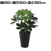 観葉植物 人工樹木 フェイクグリーン 造花 グリーンカポック Sサイズ 高さ350mm 鉢:SA-4(BK) 卓上