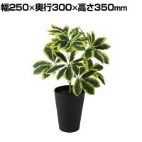 観葉植物 人工樹木 フェイクグリーン 造花 イエローカポック Sサイズ 高さ350mm 鉢:SA-4(BK) 卓上