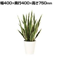 観葉植物 人工樹木 フェイクグリーン 造花 サンスベリア 高さ750mm 鉢:SA-7(WH)