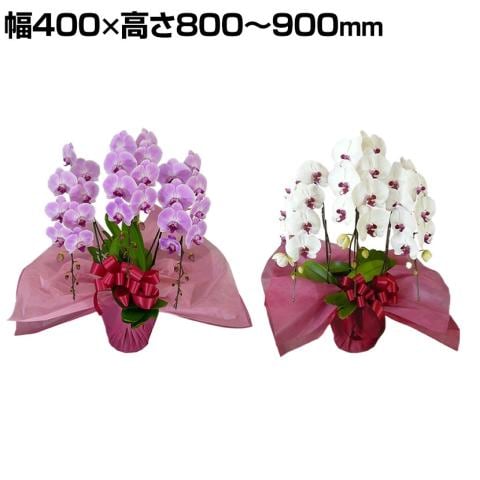 東京23区配送限定　手持ち配送　胡蝶蘭3本立（ピンク）　4万円コース（51輪程度） 東京23区配送限定 手持ち配送 胡蝶蘭3本立（リップ） 4万円コース（