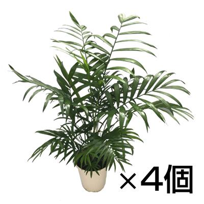 光触媒 人工観葉植物 ウォールグリーン フェイクグリーン アレカヤシ茶