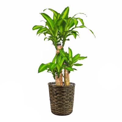 観葉植物 生木 樹木 マッサンゲアナ 幸福の木 高さ約1000mm Sサイズの通販 送料無料 オフィスコム