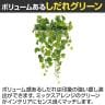 ベルク フェイクグリーン ウォールグリーン マグネットグリーン ポットタイプW300 人工 造花 GR4489 幅380×奥行300×高さ600mm-7