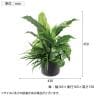 ポピー 観葉植物 人工樹木 スパティフィラムミックスグリーンポット 卓上グリーンポット 幅430×全長450mm フェイクグリーン 葉 造花 インテリア オフィス-1