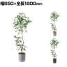ポピー 観葉植物 人工樹木 シェフレラアンガスティフォリア 日本製 国産 幅650×全長1800mm フェイクグリーン 葉 造花 インテリア オフィス おしゃれ