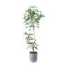 ポピー 観葉植物 人工樹木 シェフレラアンガスティフォリア 日本製 国産 幅650×全長1800mm フェイクグリーン 葉 造花 インテリア オフィス おしゃれ-19