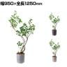 ポピー 観葉植物 人工樹木 フィカストライアンギュラス 日本製 国産 幅950×全長1250mm フェイクグリーン 葉 造花 インテリア オフィス おしゃれ