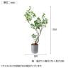 ポピー 観葉植物 人工樹木 フィカストライアンギュラス 日本製 国産 幅950×全長1250mm フェイクグリーン 葉 造花 インテリア オフィス おしゃれ-2