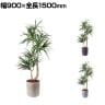 ポピー 観葉植物 人工樹木 クラスタードラセナ 日本製 国産 幅900×全長1500mm フェイクグリーン 葉 造花 インテリア オフィス おしゃれ