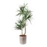 ポピー 観葉植物 人工樹木 クラスタードラセナ 日本製 国産 幅900×全長1500mm フェイクグリーン 葉 造花 インテリア オフィス おしゃれ-19
