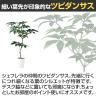 観葉植物 人工樹木 フェイクグリーン 造花 ツピダンサス FST 高さ1500mm 鉢:SA-10(WH)-2