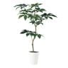 観葉植物 人工樹木 フェイクグリーン 造花 ツピダンサス FST 高さ1500mm 鉢:SA-10(WH)-19