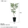 観葉植物 人工樹木 フェイクグリーン 造花 デコラトリカラー FST 高さ1500mm 鉢:SA-10(BK)-5